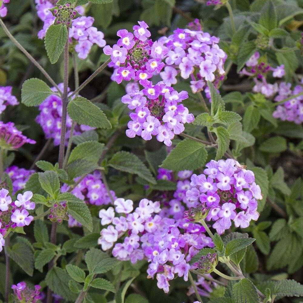 Trailing Lantana Seeds - Flower Plant