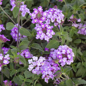 Trailing Lantana Seeds - Flower Plant