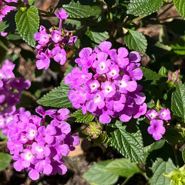 Trailing Lantana Seeds - Flower Plant