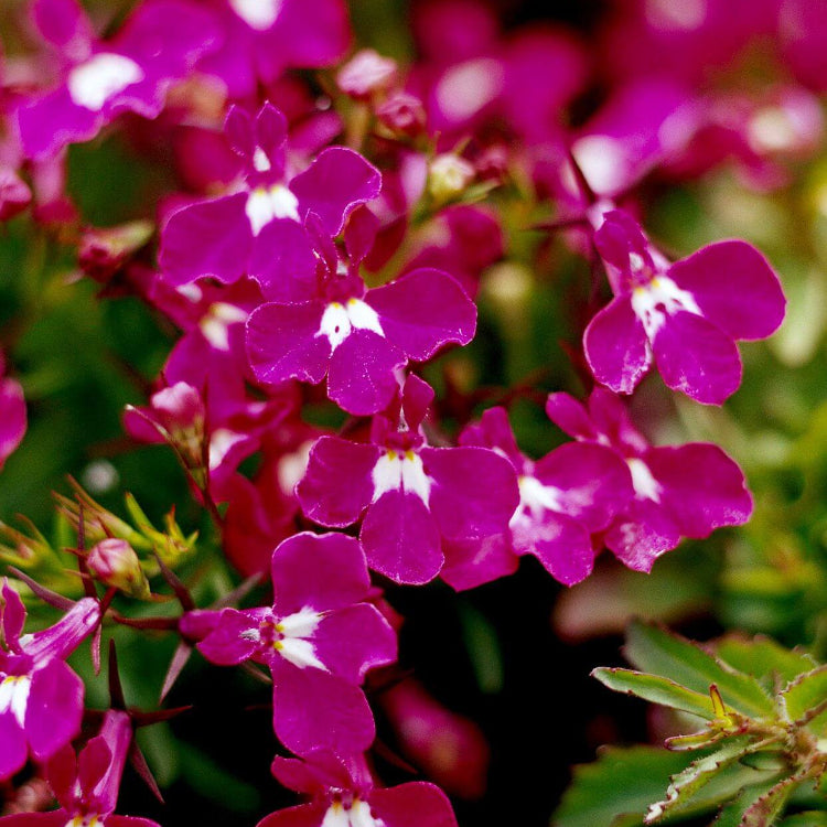 Trailing Rose Colored Lobelia Regatta Seeds - Flower Plant