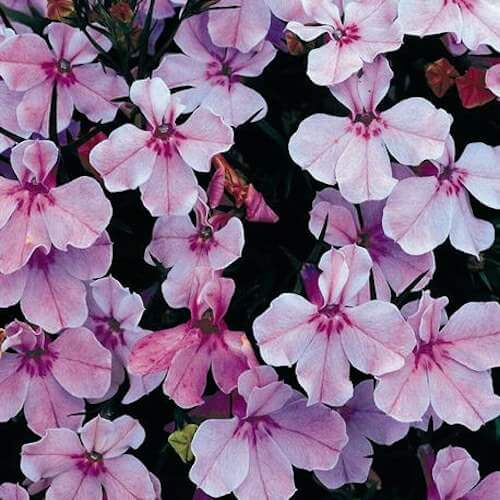 Trailing Rose Colored Lobelia Regatta Seeds - Flower Plant