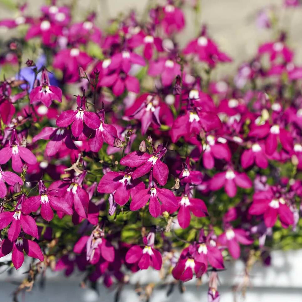 Trailing Rose Colored Lobelia Regatta Seeds - Flower Plant