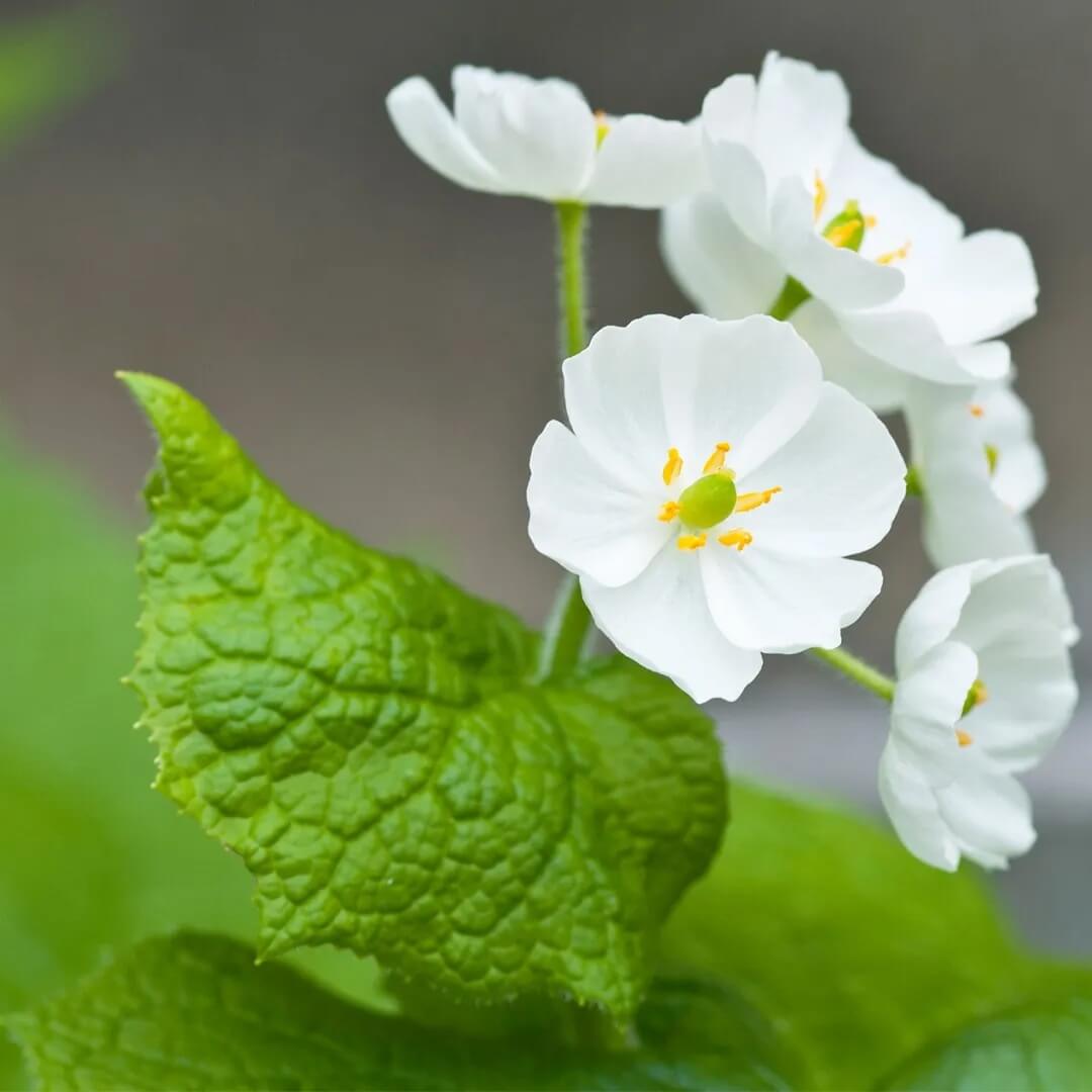 Transparent Skeleton Seeds – Diphylleia grayi