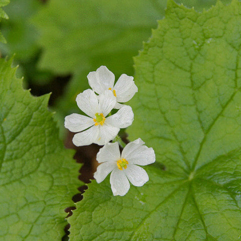 Transparent Skeleton  Seeds – Diphylleia grayi