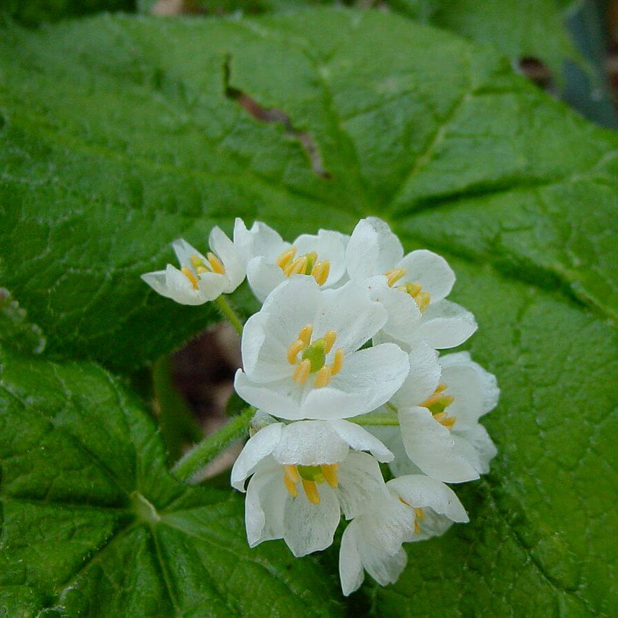 Transparent Skeleton Seeds – Diphylleia grayi