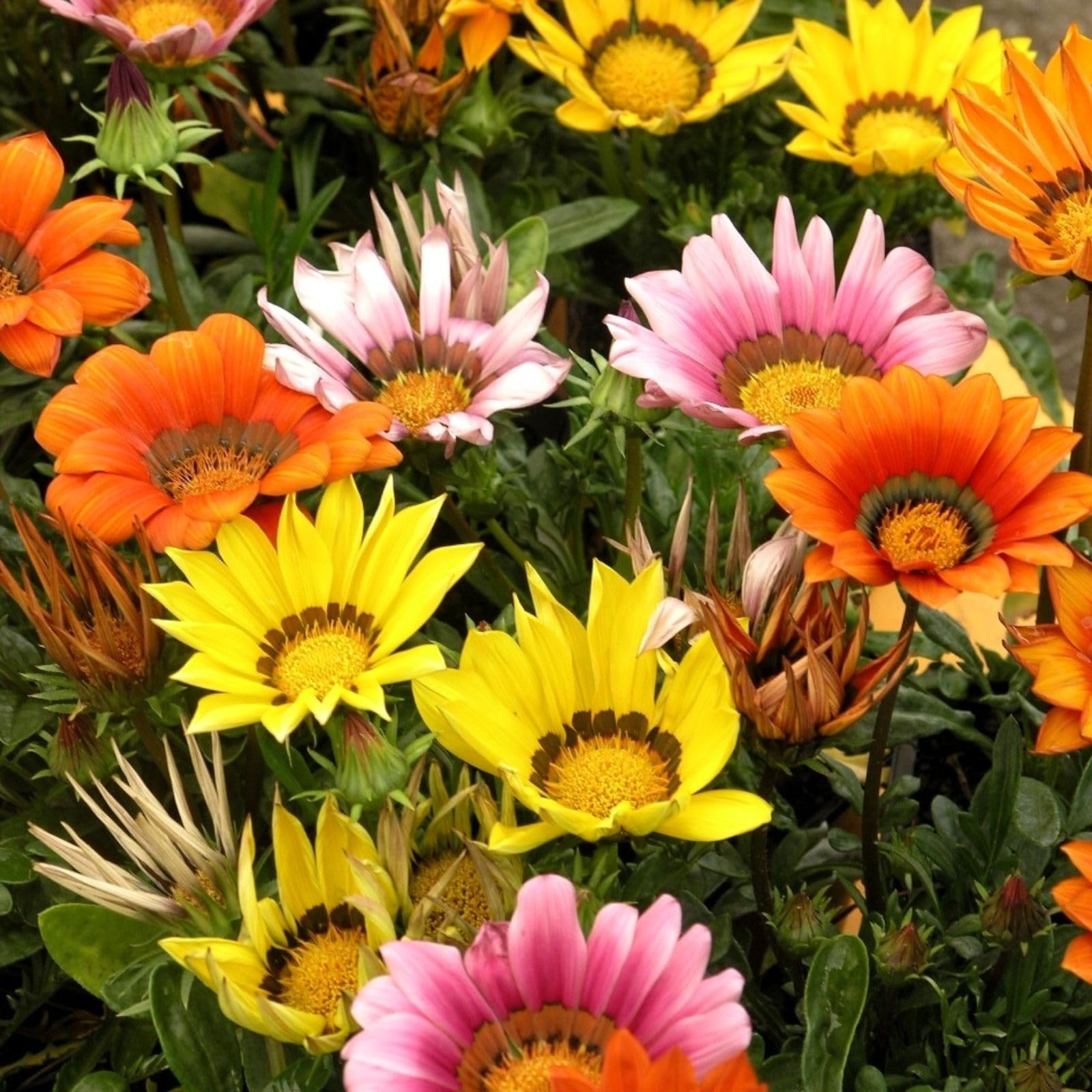 Treasure Gazania Seeds 