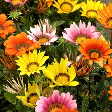 Treasure Gazania Seeds 