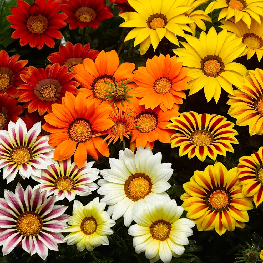 Treasure Gazania Seeds 