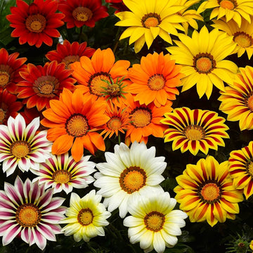 Treasure Gazania Seeds 