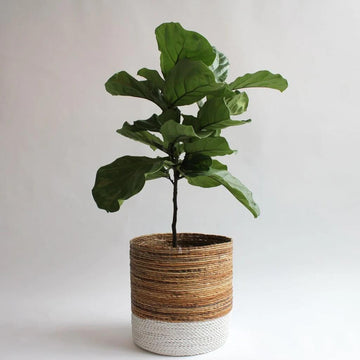Tree Form Fiddle Leaf Fig Seeds