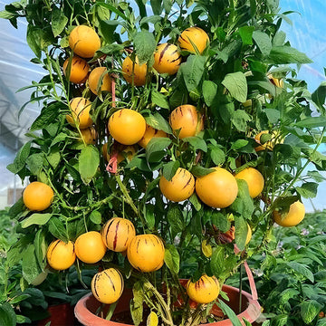 Tree Melon Seeds - Fruit Plant