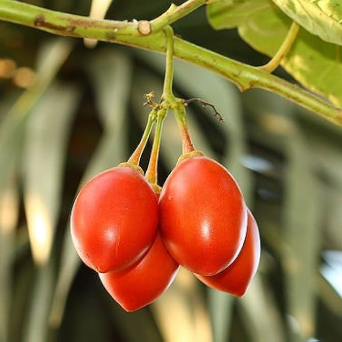 Tree Tomato Seeds – Solanum Betaceum
