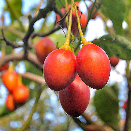 Tree Tomato Seeds – Solanum Betaceum
