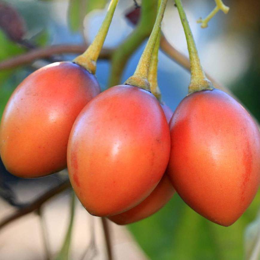 Tree Tomato Seeds – Solanum Betaceum
