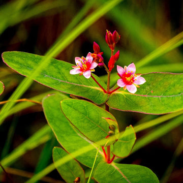 Triadenum Virginicum Seeds – Marsh St. John’s Wort

