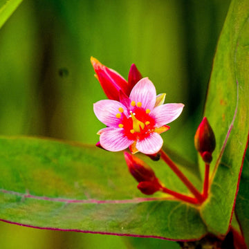 Triadenum Virginicum Seeds – Marsh St. John’s Wort
