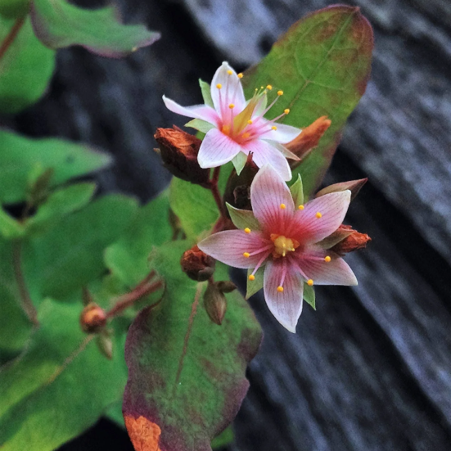 Triadenum Virginicum Seeds – Marsh St. John’s Wort
