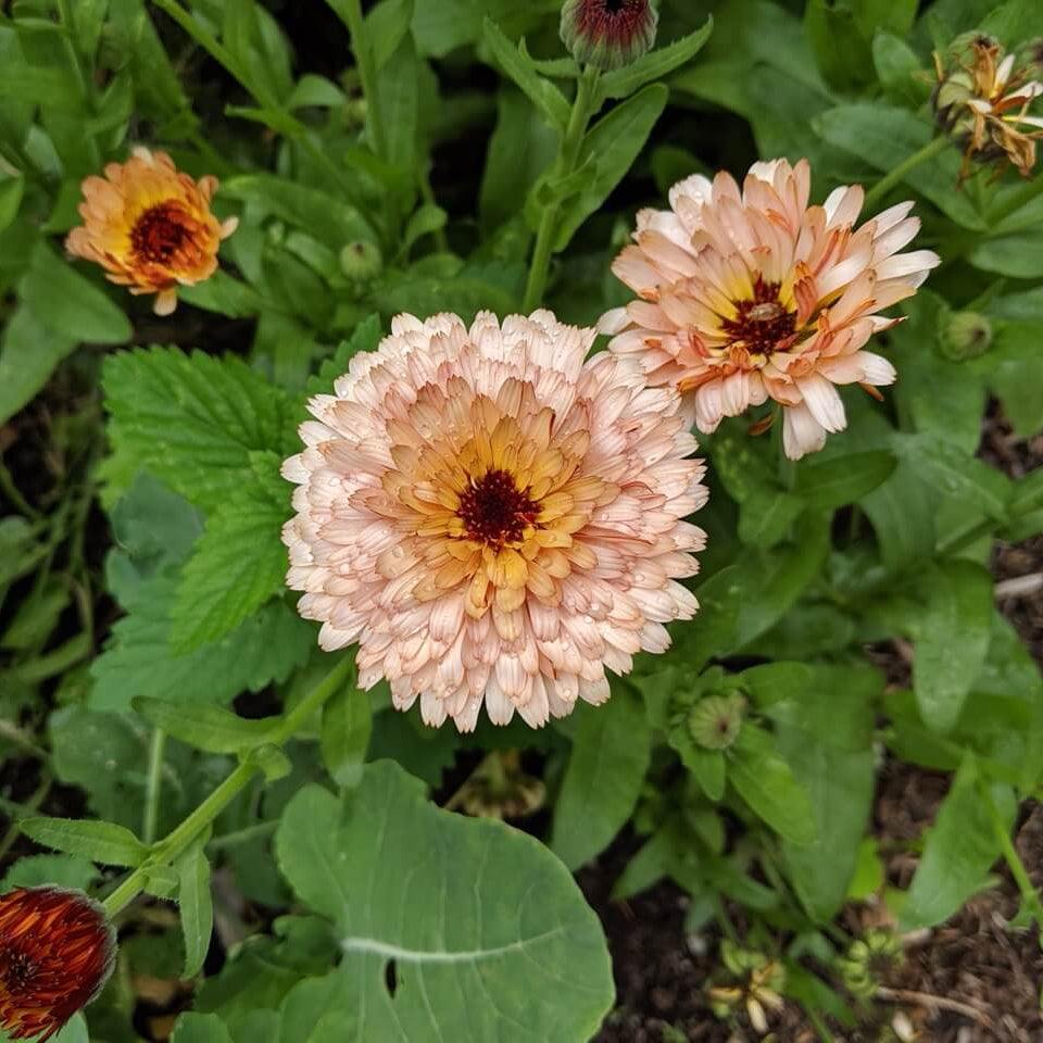 Triangle Flashback Resina Calendula Seeds 