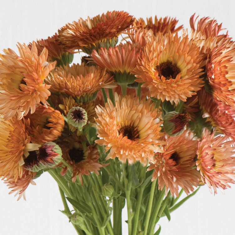 Triangle Tri-Color Calendula Seeds