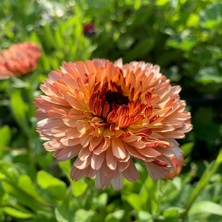 Triangle Tri-Color Calendula Seeds