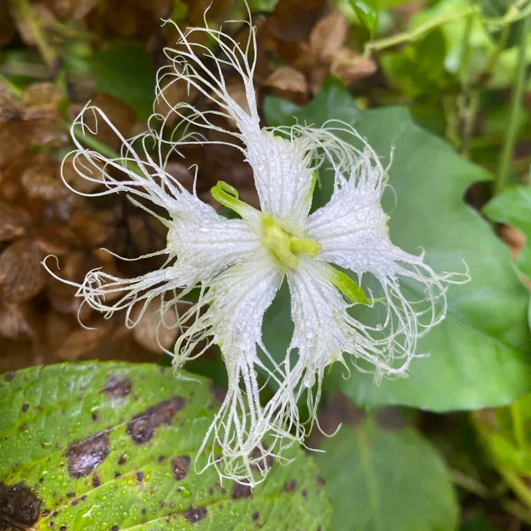 Trichosanthes Seeds – Kirilowii
