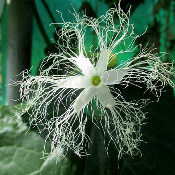 Trichosanthes Seeds – White Cucumerina