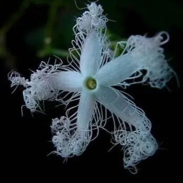 Trichosanthes Seeds – White Cucumerina