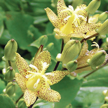 Tricyrtis Puberula Seeds – Japanese Toad Lily
