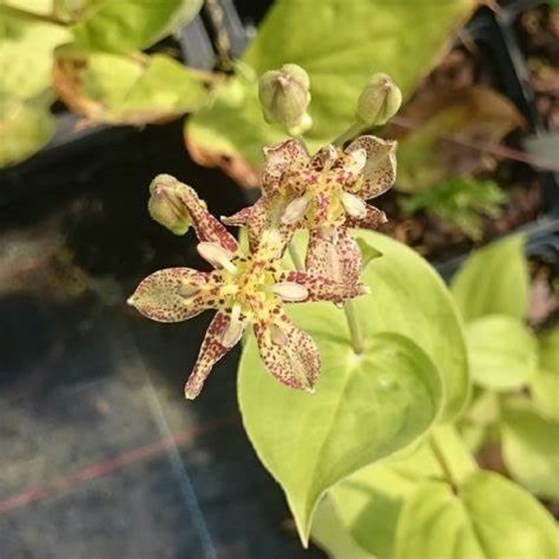 Tricyrtis Puberula Seeds – Japanese Toad Lily
