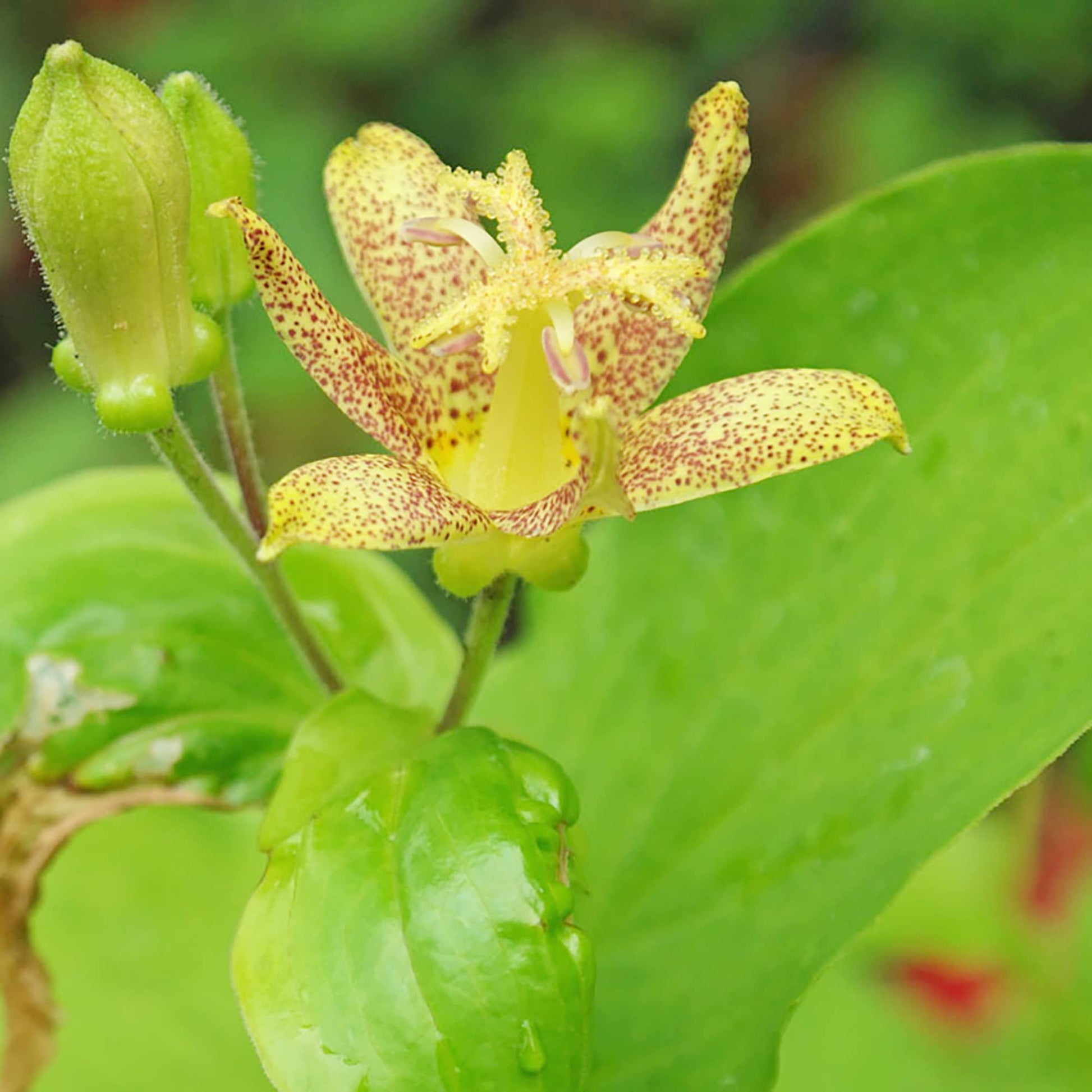 Tricyrtis Puberula Seeds – Japanese Toad Lily
