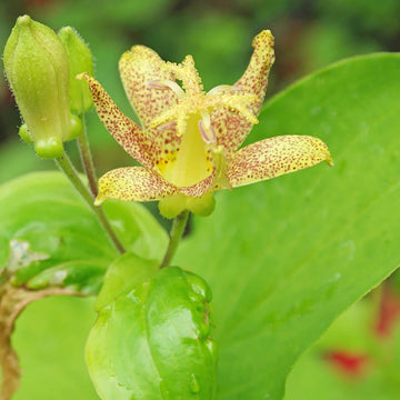 Tricyrtis Puberula Seeds – Japanese Toad Lily
