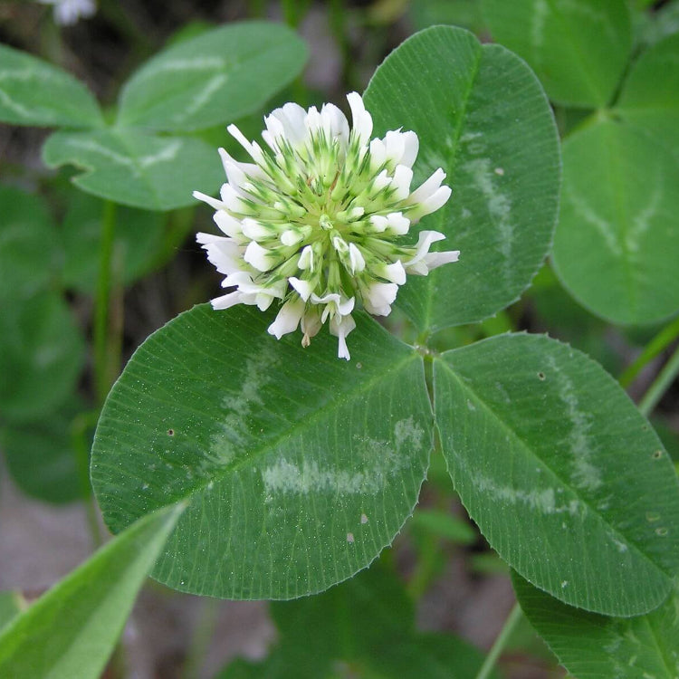 Trifolium repens Seeds