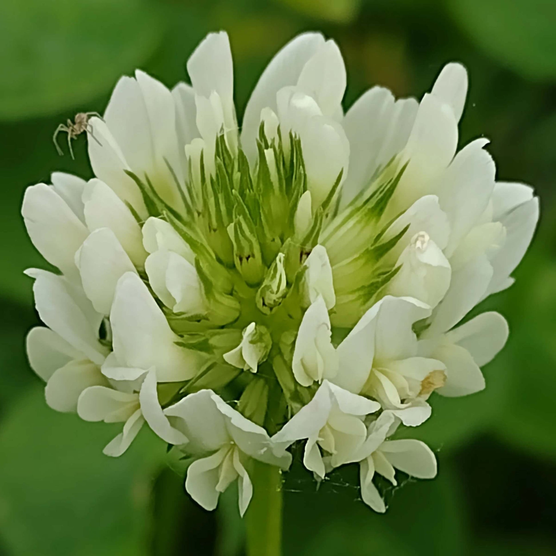 Trifolium repens Seeds