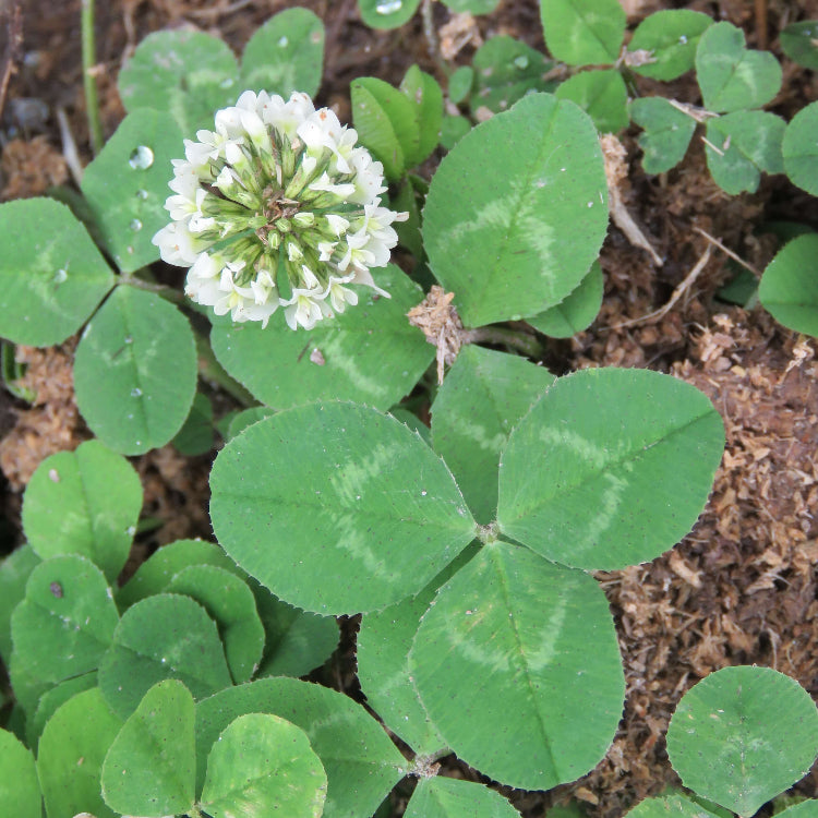 Trifolium repens Seeds
