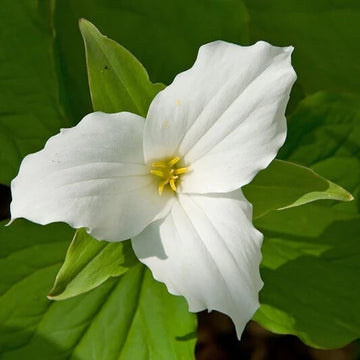 Trillium Seeds - Flower Plant for Home Gardens