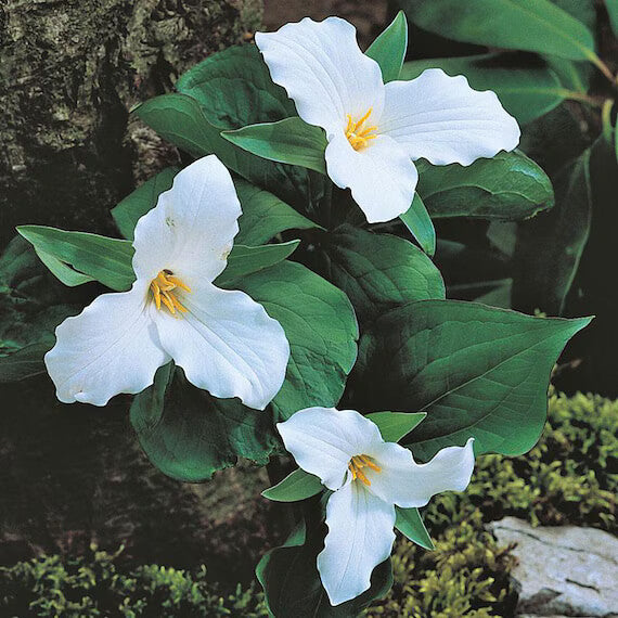 Trillium Seeds - Flower Plant for Home Gardens