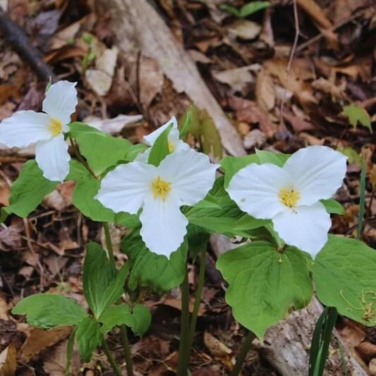 Trillium Seeds - Flower Plant for Home Gardens