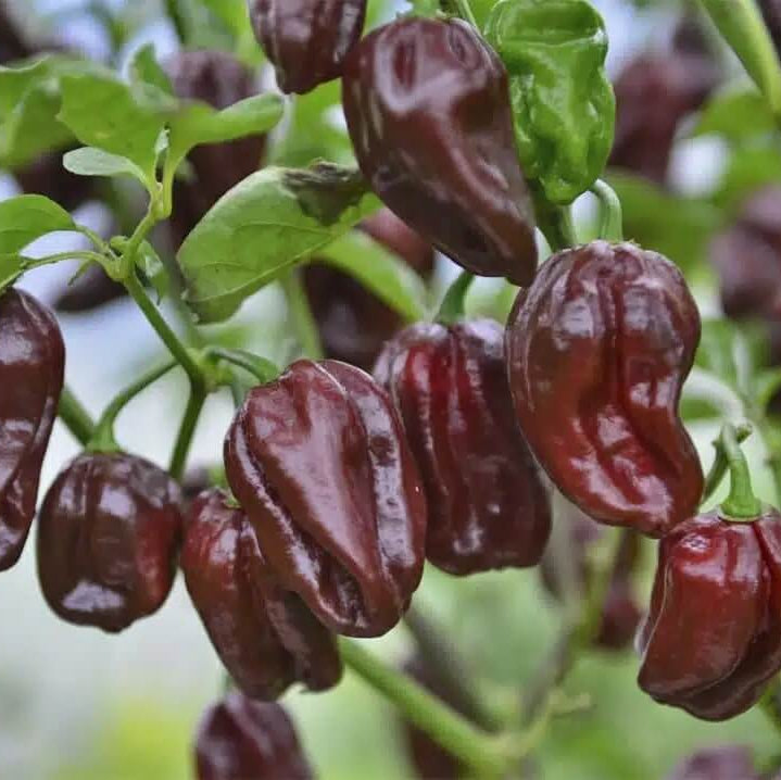 Trinidad Pimento Pepper Seeds