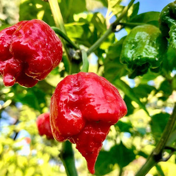 Trinidad Pimento Pepper Seeds