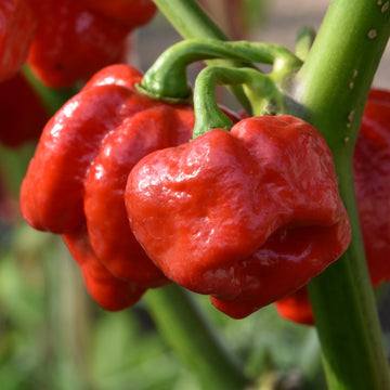 Trinidad Pimento Pepper Seeds
