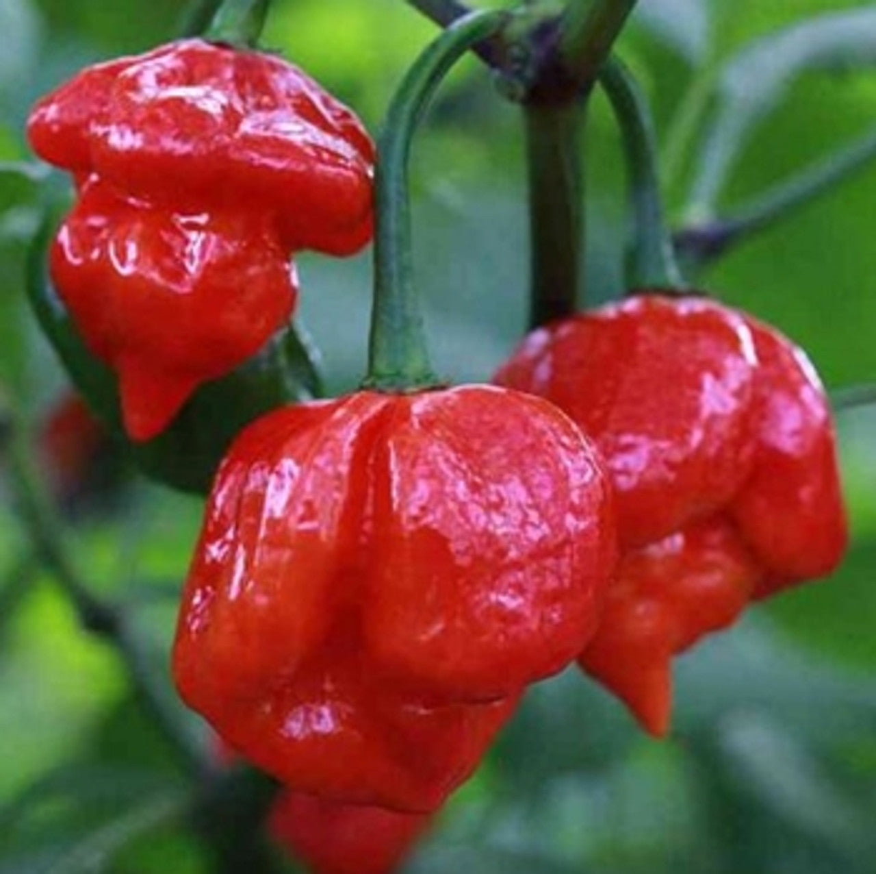Trinidad Pimento Pepper Seeds