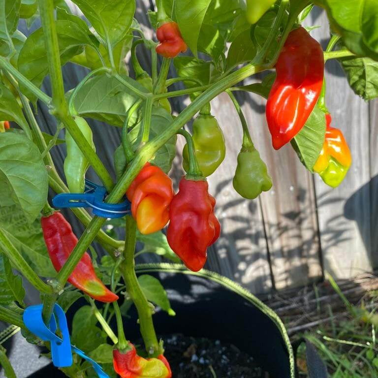Trinidad Pimento Pepper Seeds