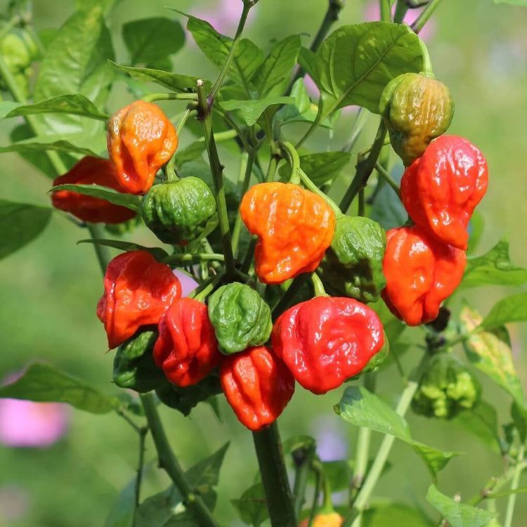 Trinidad Pimento Pepper Seeds
