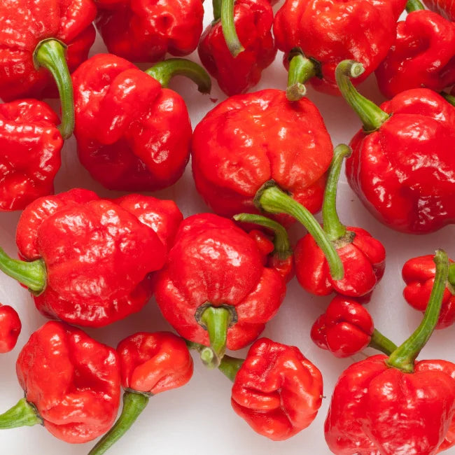 Trinidad Pimento Pepper Seeds