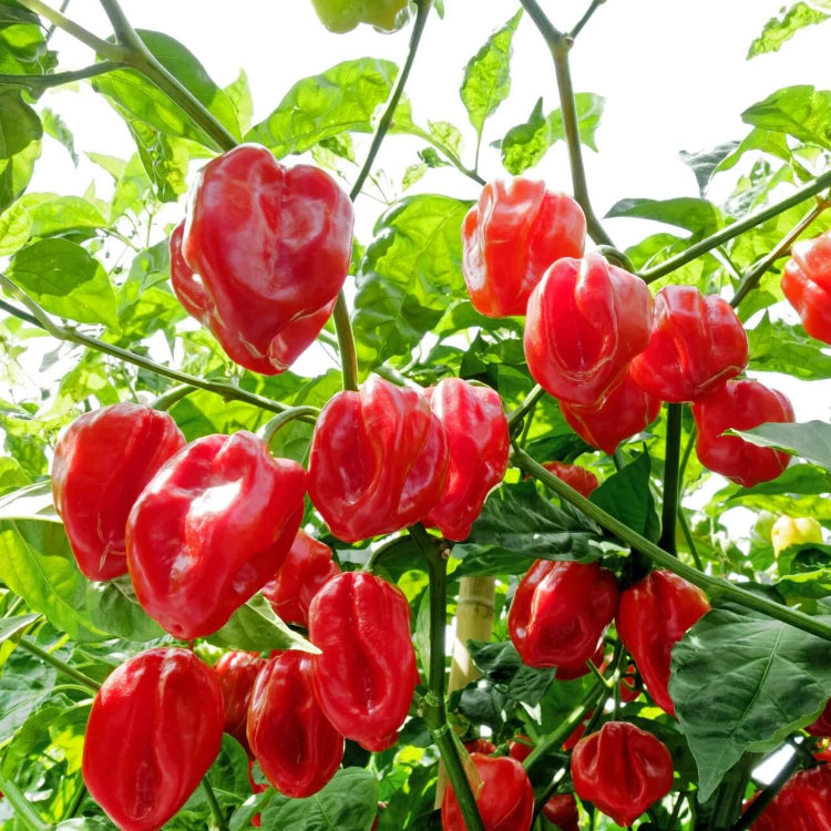 Trinidad Pimento Pepper Seeds for Planting