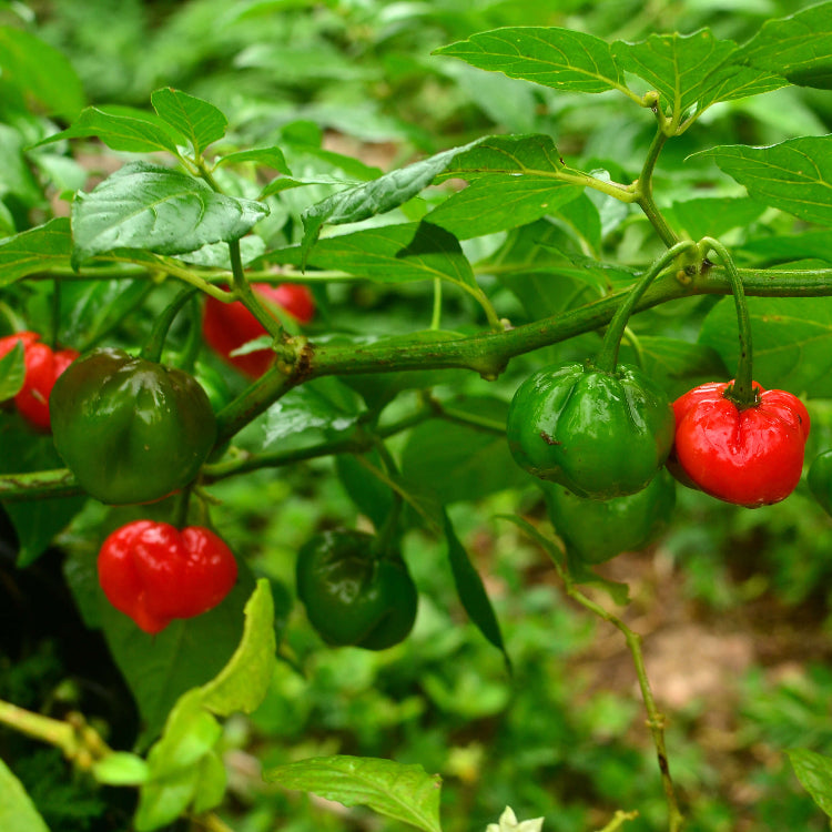 Trinidad Pimento Pepper Seeds for Planting