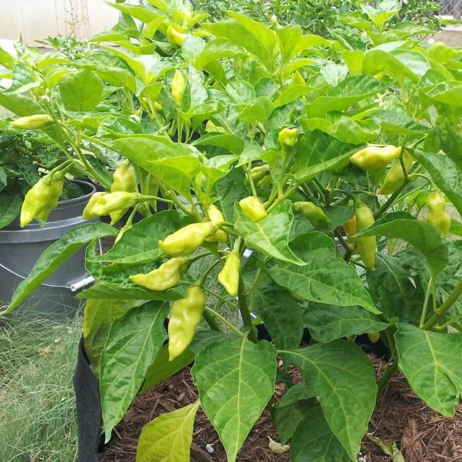 Trinidad Pimento Seeds