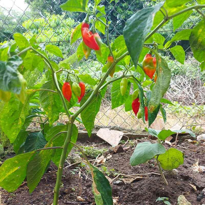 Trinidad Pimento Seeds