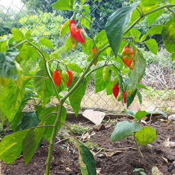Trinidad Pimento Seeds