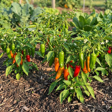 Trinidad Pimento Seeds
